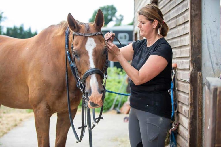 Horse having his bridle put on