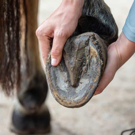 Barefoot horse