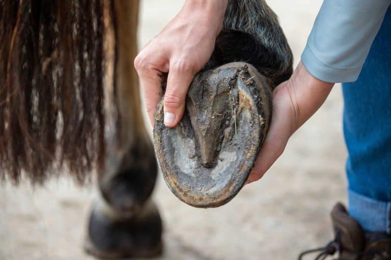 Barefoot horse