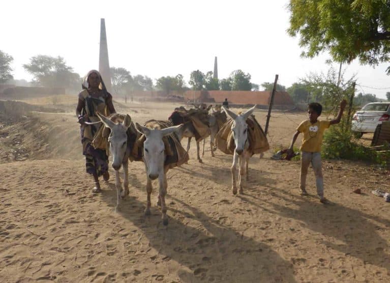 The Donkey Sanctuary