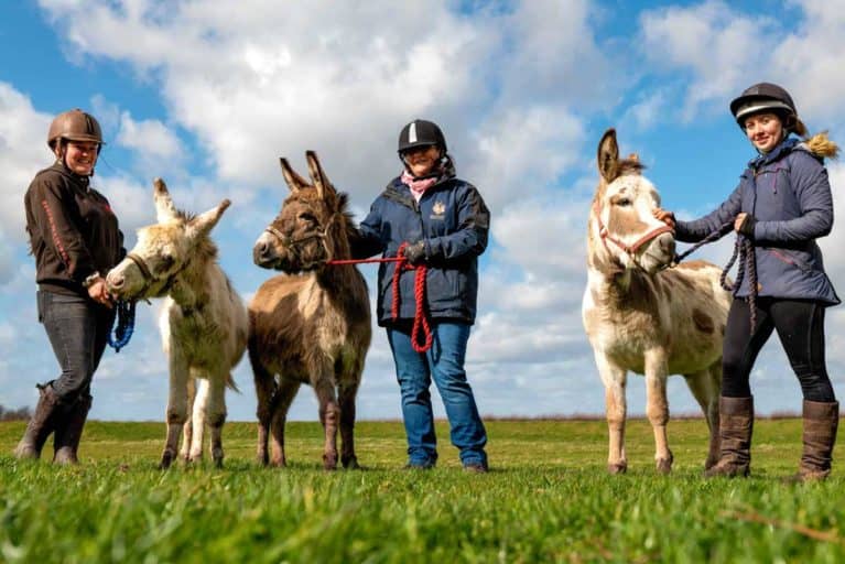 The Donkey Sanctuary rescues