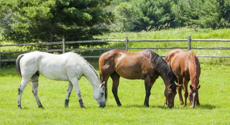 Horses grazing