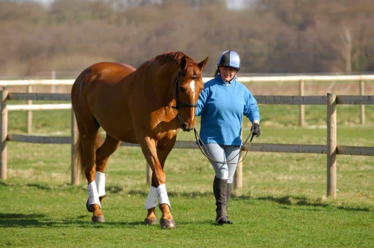 Rider leading a horse in a bridle