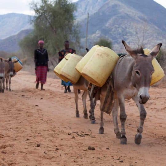 Donkeys gathering water