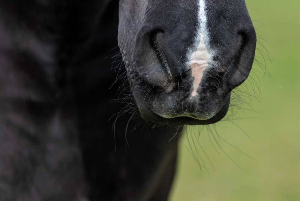 Horse's muzzle