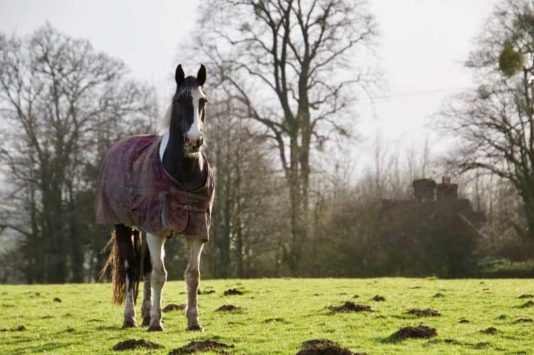 Horse in field wearing rug