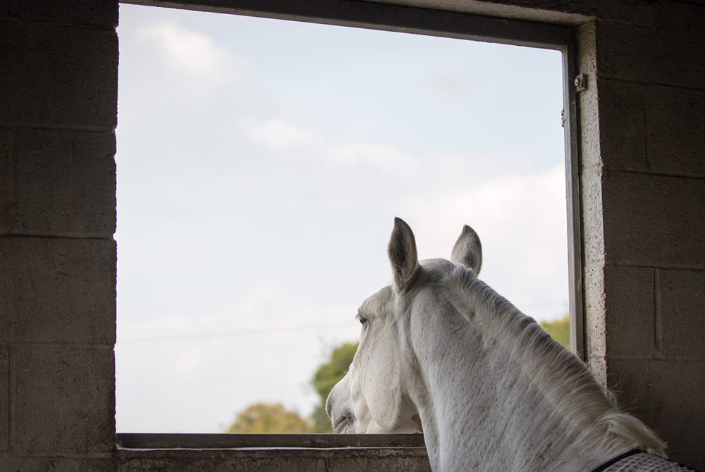 Horse looking out of stable