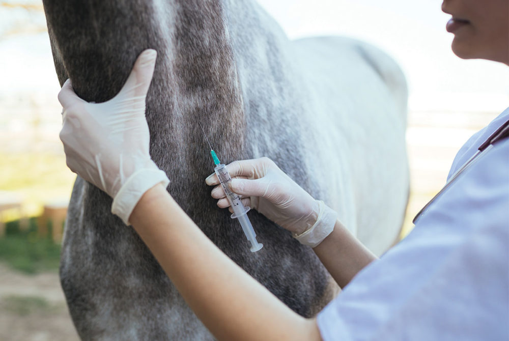 Horse being vaccinated