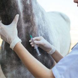 Horse being vaccinated