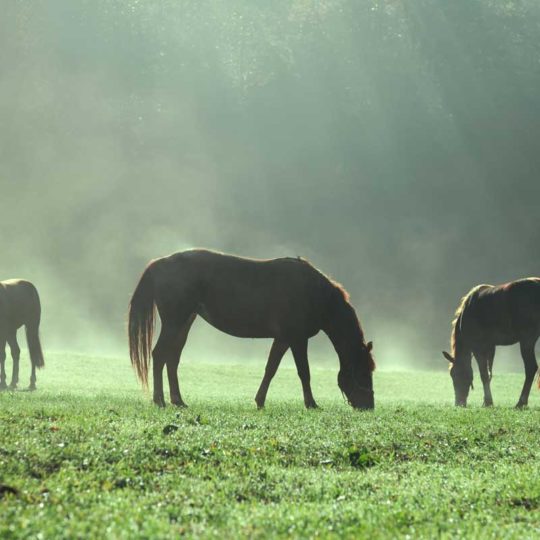 Horses grazing in sunshine