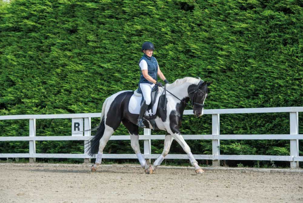 Schooling horse into a consistent contact