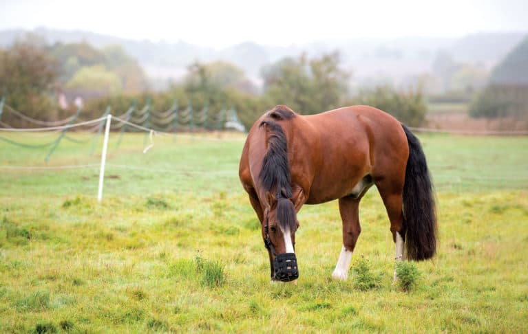 Horse wearing grazing muzzle