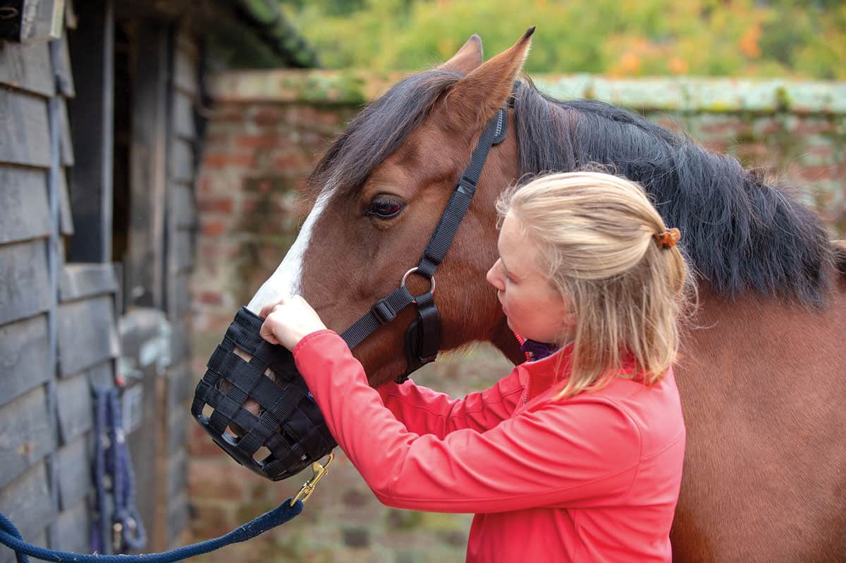 Horse having grazing muzzle put on