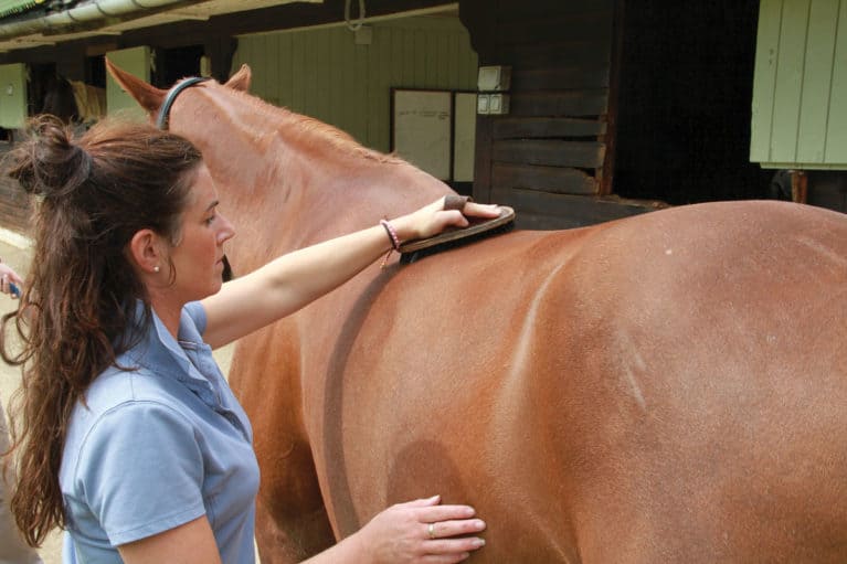 Horse being brushed