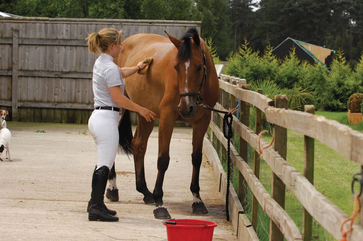 Horse being washed