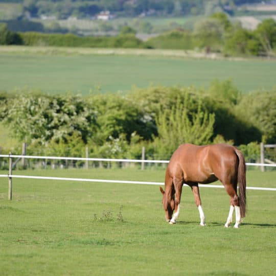 Horse grazing in paddock