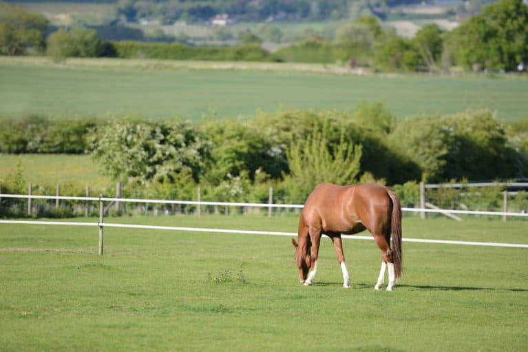 Horse grazing in paddock