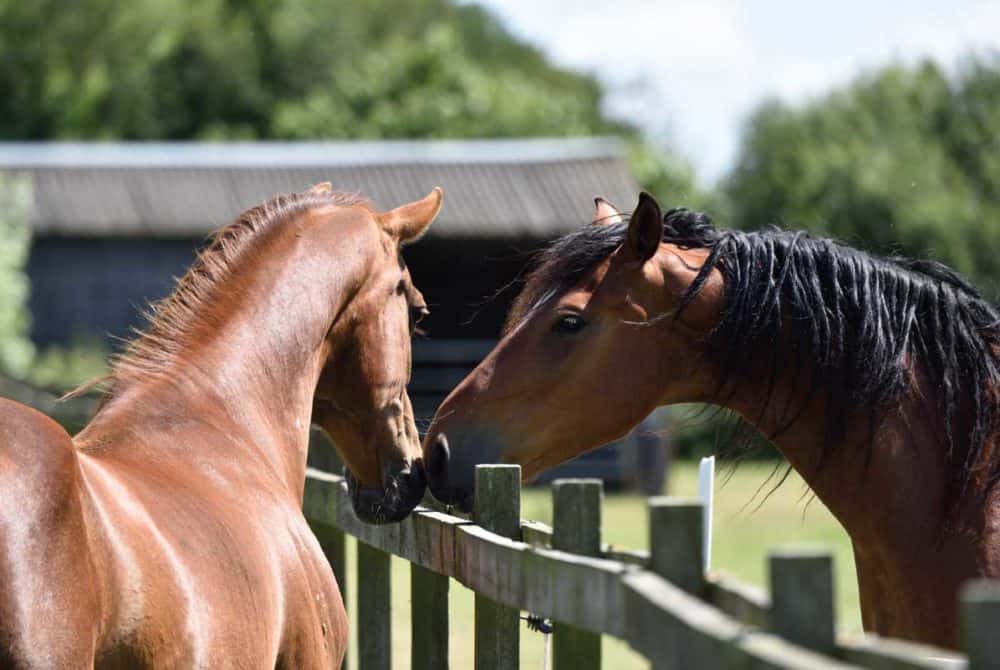 Horses nose to nose
