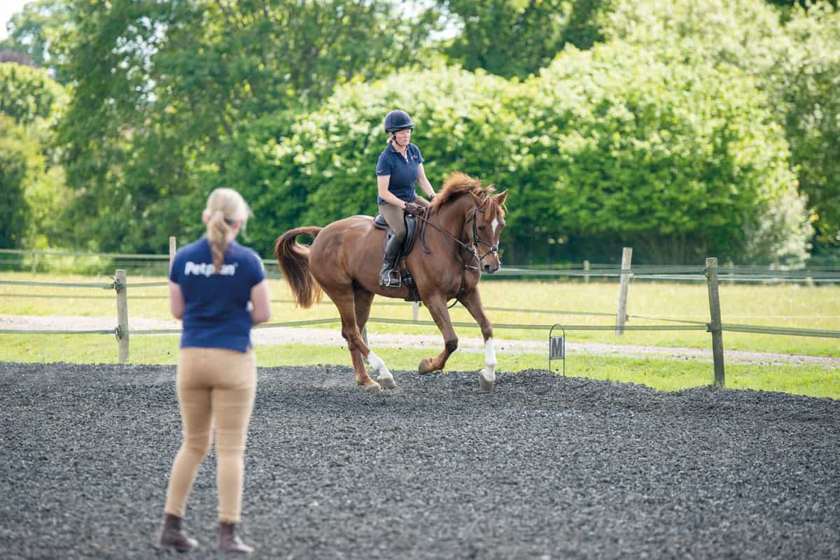 The stages of a horse vetting