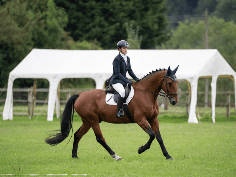 Horse riding competition essentials