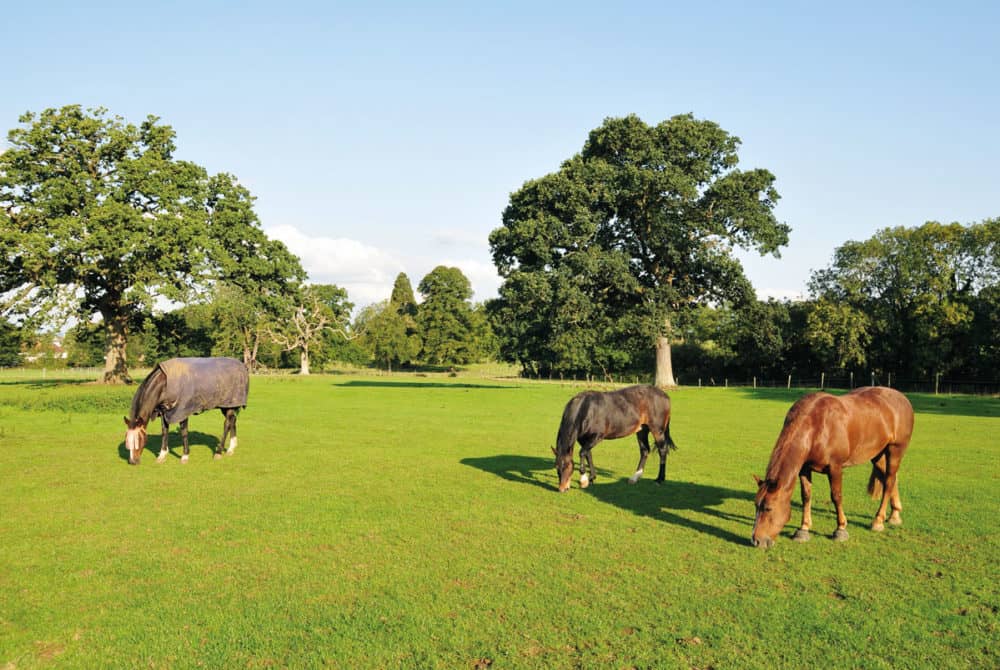 Horses grazing in paddock