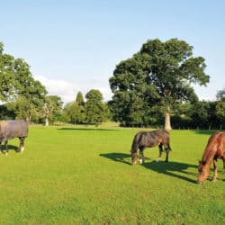 Horses grazing in paddock