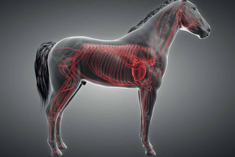 Vet Leona Bramall on your horse's heart Horse and Rider