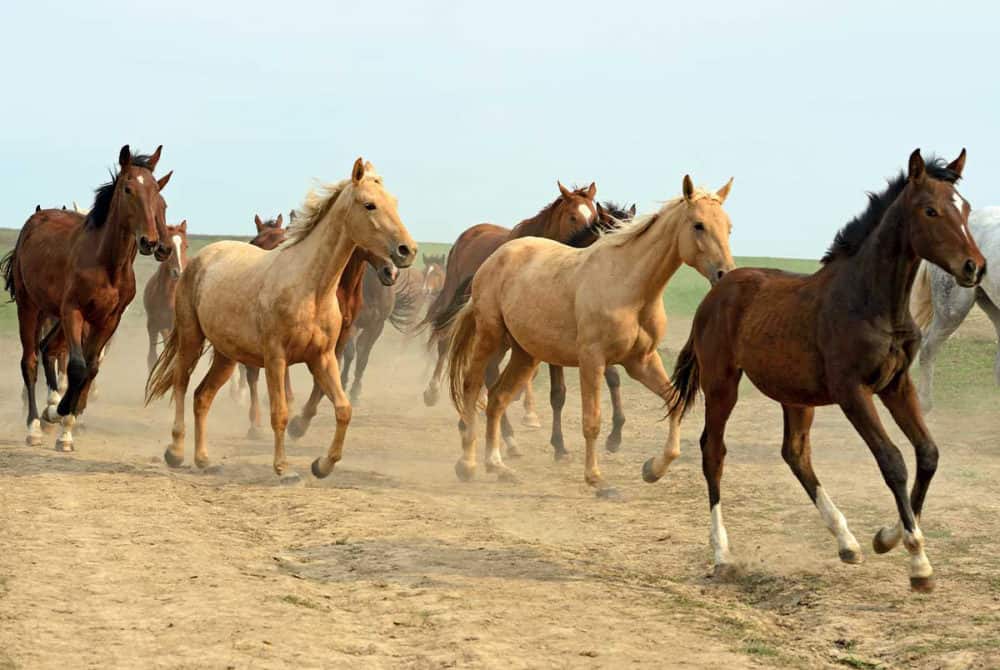 Horses on track system