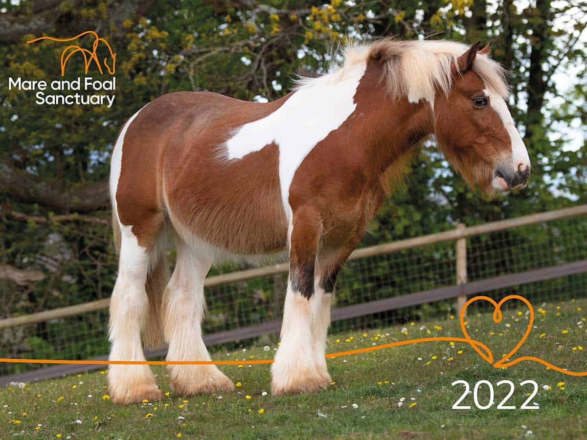 The Mare and Foal Sanctuary 2022 calendar