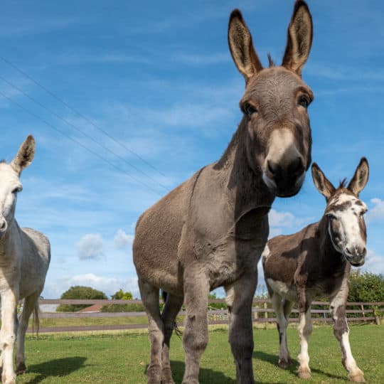 Wizard, Quiz and Puzzle on road to recovery - Image- The Donkey Sanctuary
