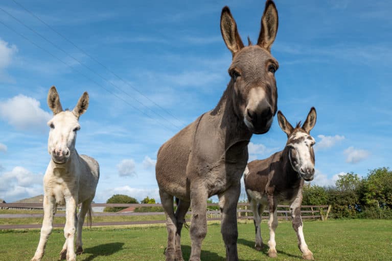 Wizard, Quiz and Puzzle on road to recovery - Image- The Donkey Sanctuary