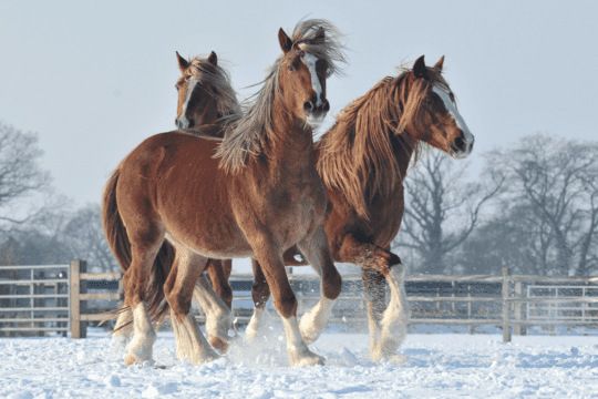 Horses in winter