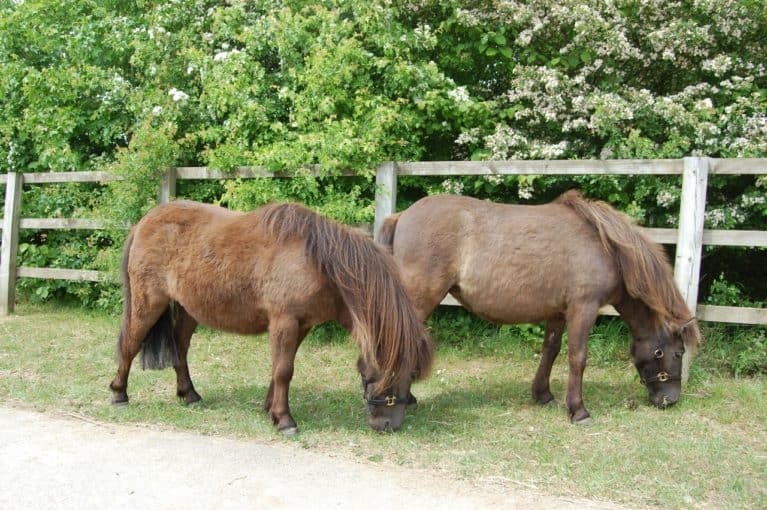 Shetland ponies best friends