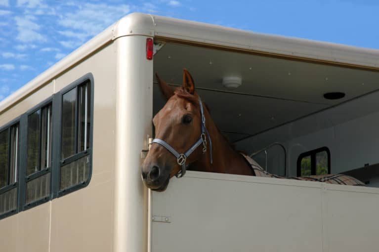 horse in the trailer