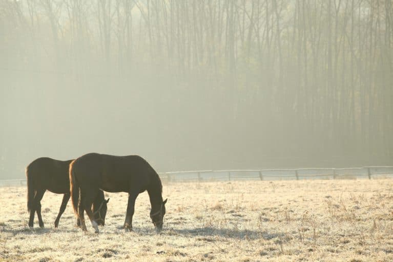 Horses,On,Pasture,In,November,Morning.