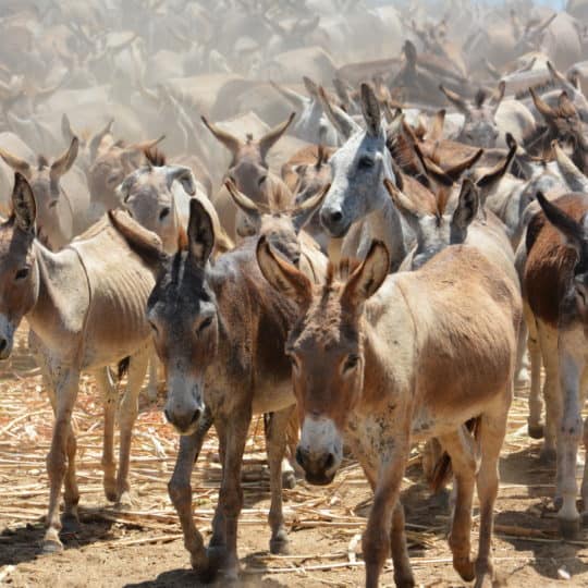 Donkeys in Brazil