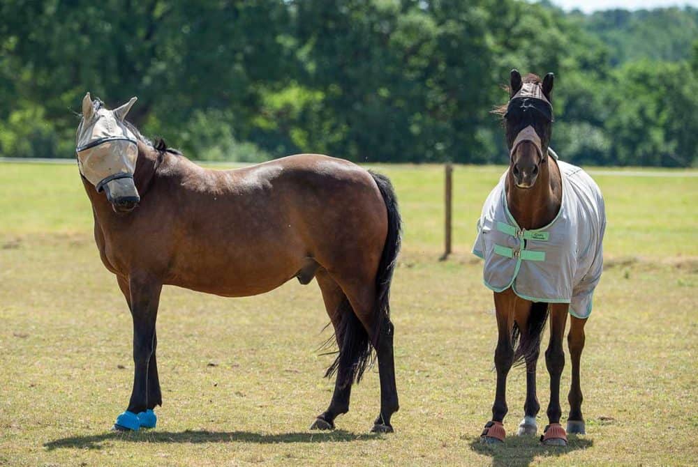 Horses in field in summer