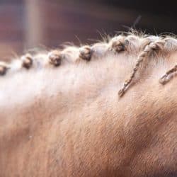 Horse's mane being plaited
