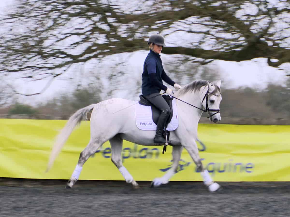 Dressage to music PetPlan Equine