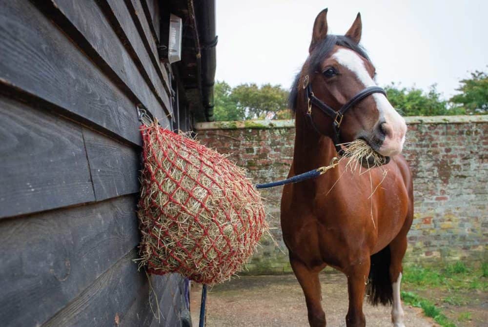 Managing your horse's weight