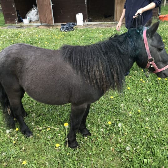 Shetland pony RSPCA neglect