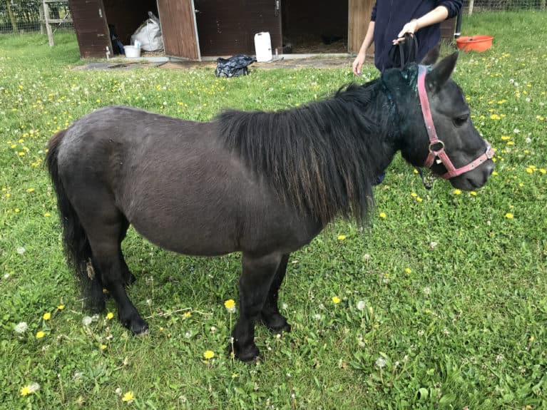 Shetland pony RSPCA neglect