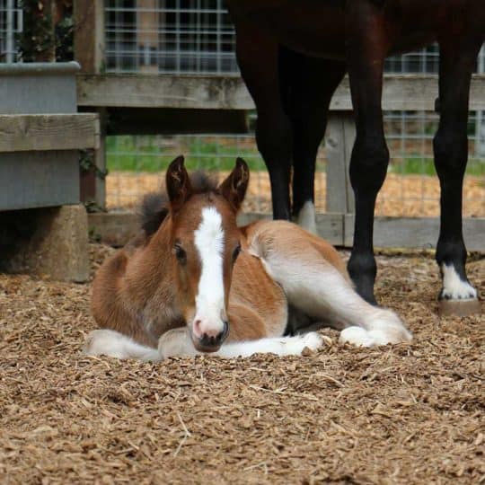 Monarch and Majesty Redwings foal