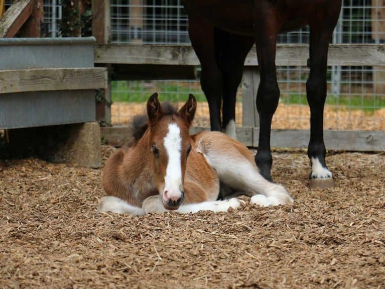 Monarch and Majesty Redwings foal