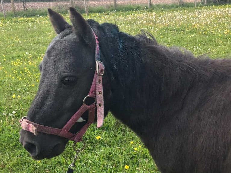 Shetland pony RSPCA neglect