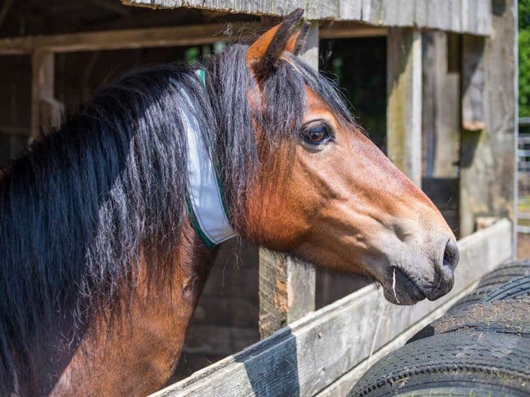 Dartmoor ponies reflective neck strap