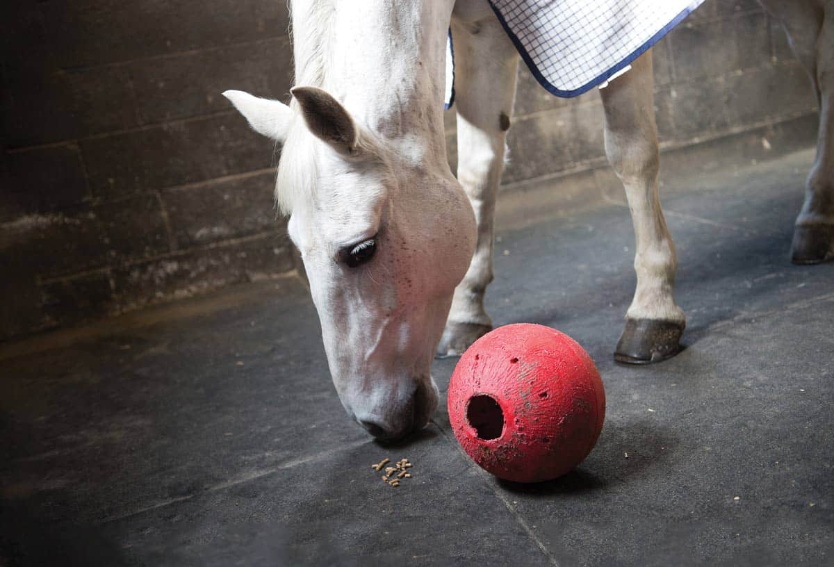 Horse using a treat ball in the stable