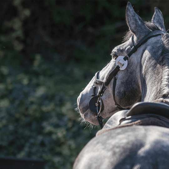 Social licence equestrianism World Horse Welfare
