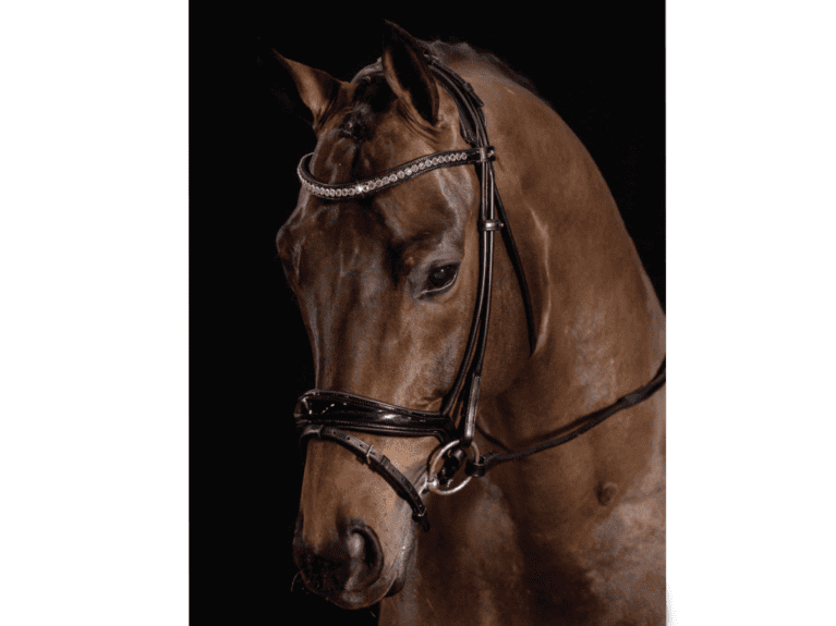 Schockemoehle-Sports-Westminster-bridle