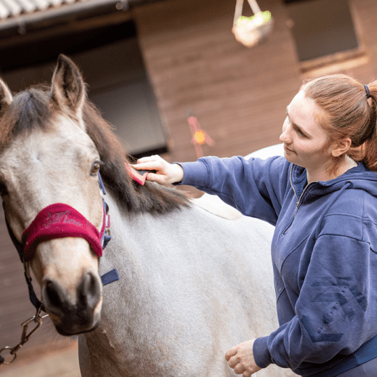 Can-horses-boost-mental-health